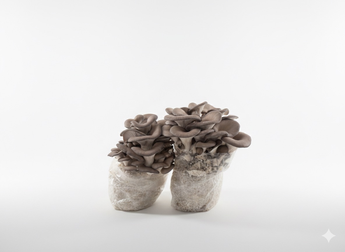 Mushroom fruiting blocks