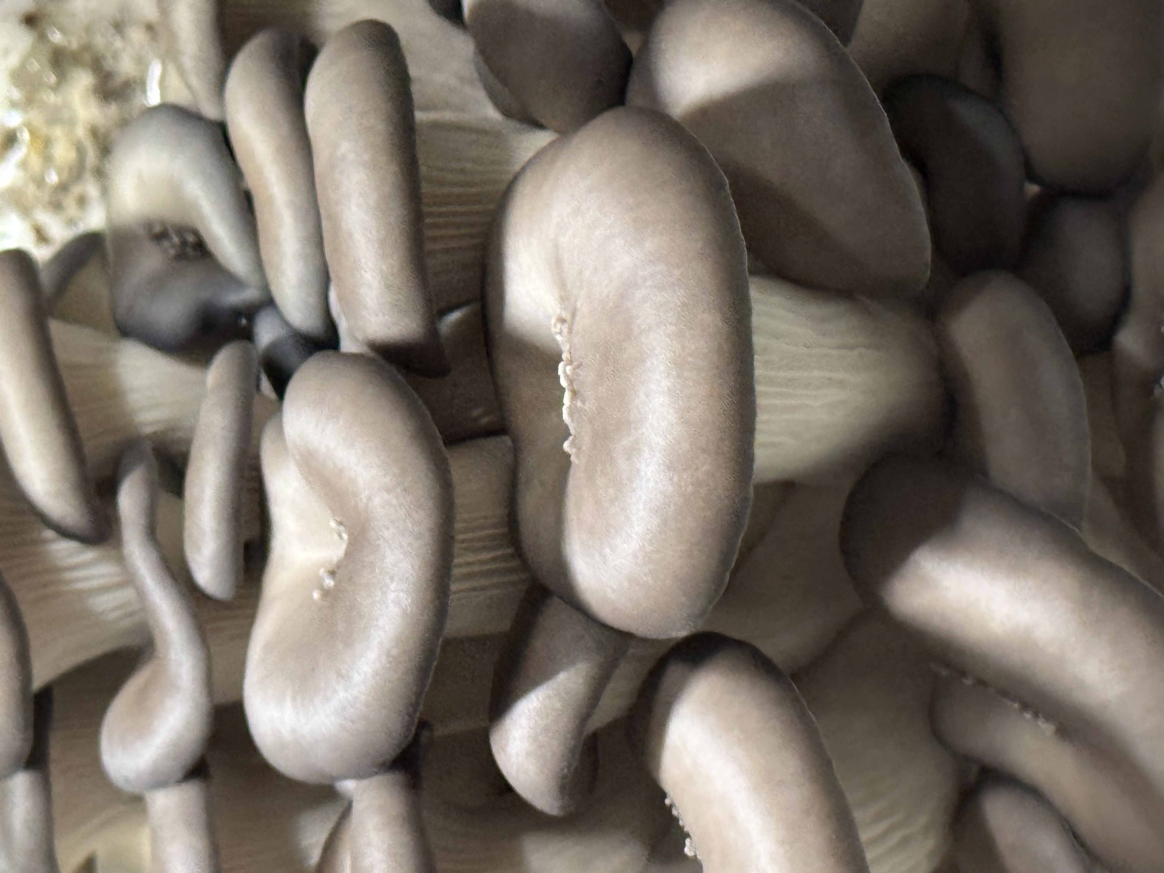 Blue Oyster caps detail