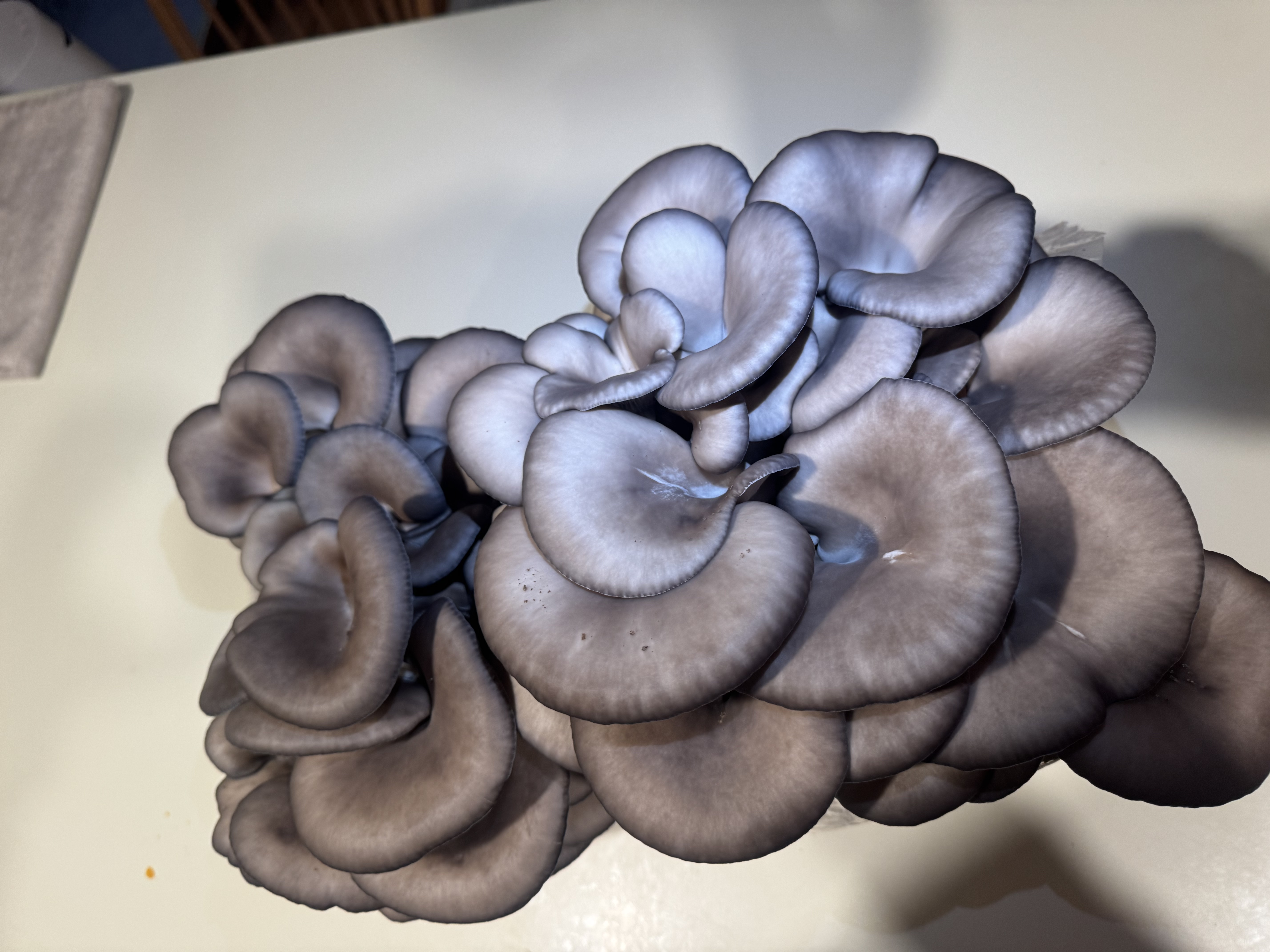 Blue Oyster mushrooms