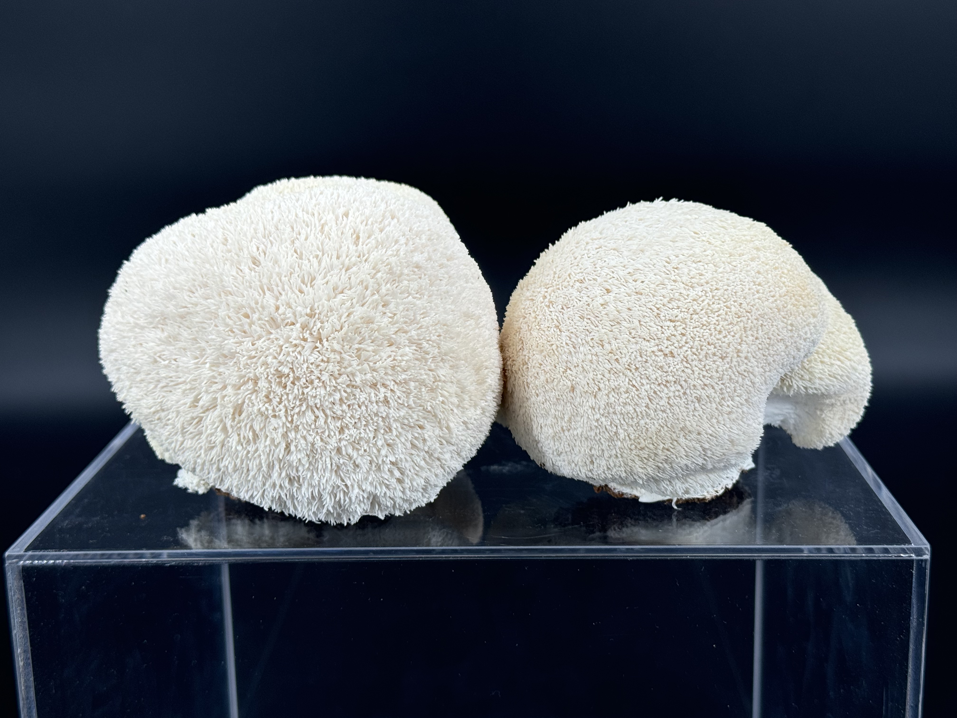 Lion's Mane display