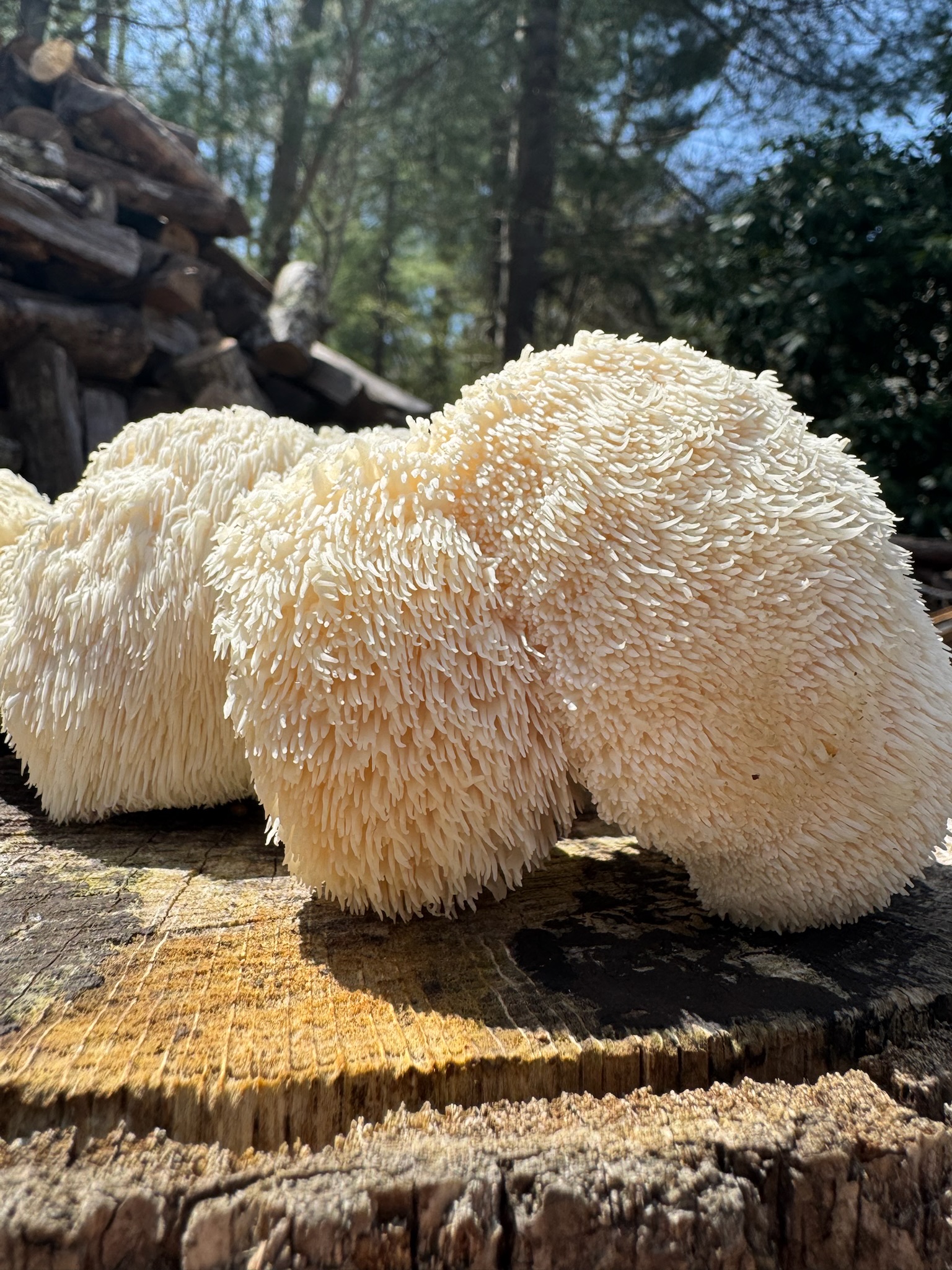 Fresh Lion's Mane mushrooms