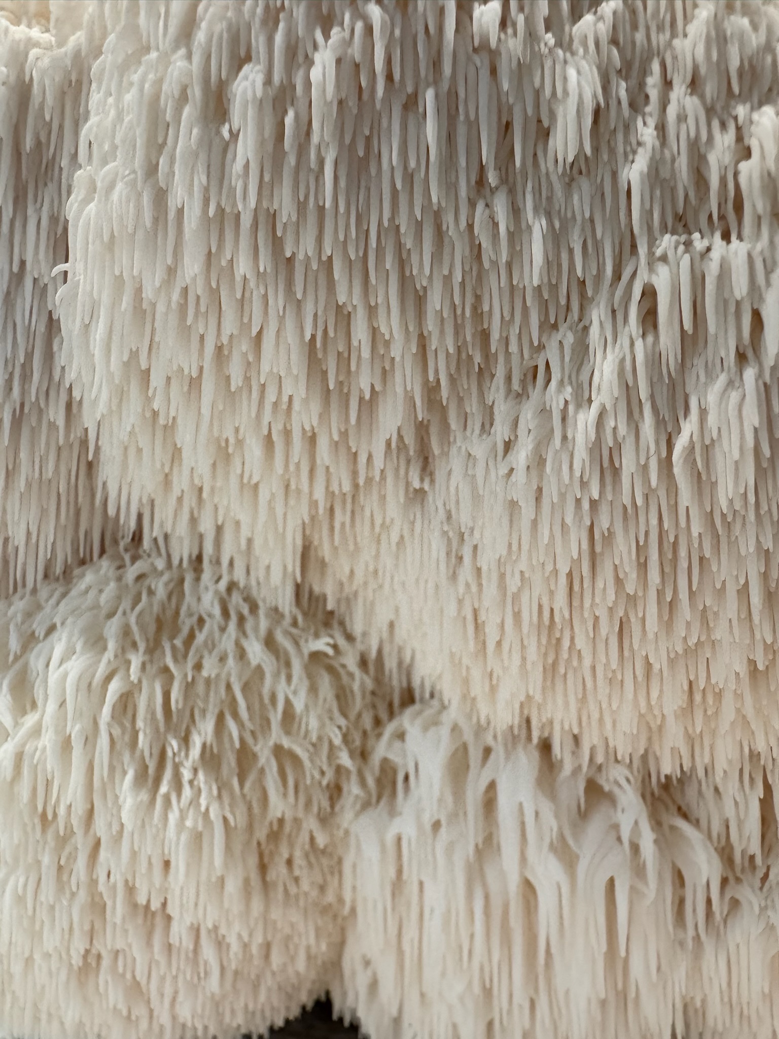 Lion's Mane spine detail